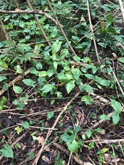 Typhonium eliosurum