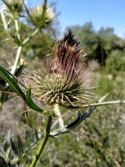 Cirsium morisianum