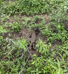 Heloderma exasperatum