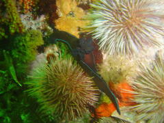 Tambja capensis