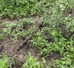 Heloderma exasperatum