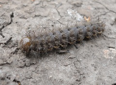 Heliconisa pagenstecheri