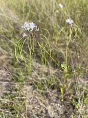 Warea cuneifolia