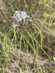 Warea cuneifolia