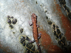 Plethodon ouachitae