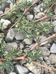 Euphorbia serpens