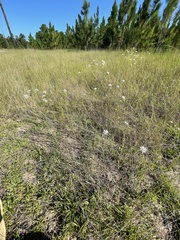 Warea cuneifolia