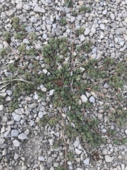 Euphorbia serpens