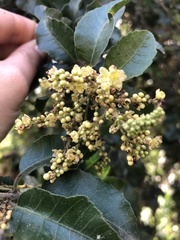 Schinus latifolia