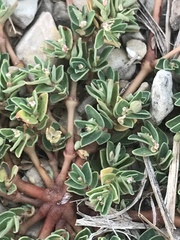 Euphorbia serpens