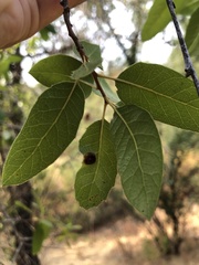 Callirhytis perfoveata