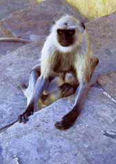 Semnopithecus entellus