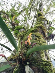 Maxillaria porrecta