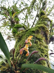Maxillaria porrecta
