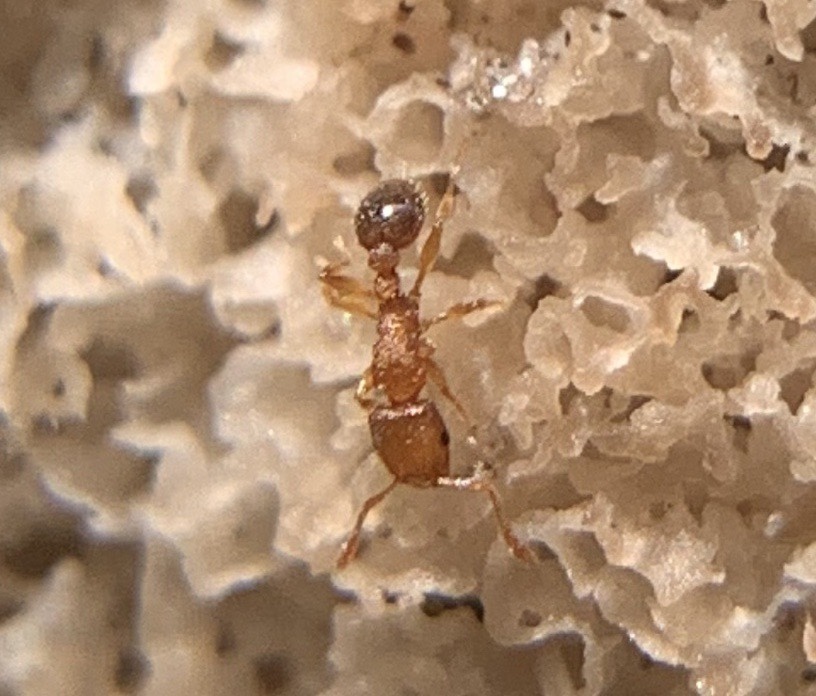 Tetramorium caldarium