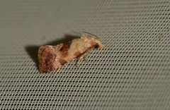 Neocochylis millierana