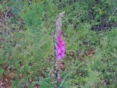Digitalis purpurea purpurea