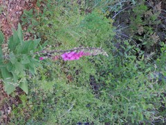 Digitalis purpurea purpurea