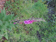 Digitalis purpurea purpurea