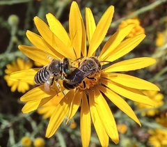 Calliopsima