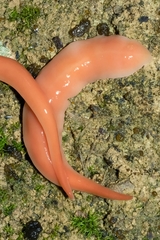 Arthurdendyus testaceus