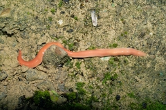 Arthurdendyus testaceus