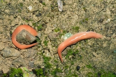 Arthurdendyus testaceus