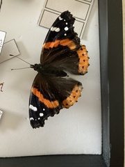 Vanessa atalanta