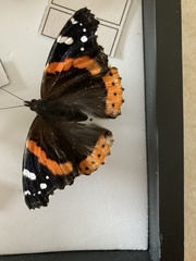 Vanessa atalanta