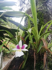 Miltoniopsis roezlii