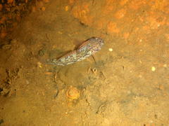 Caffrogobius nudiceps