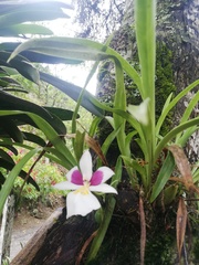 Miltoniopsis roezlii