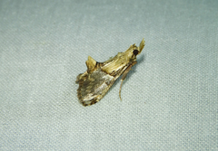 Cacozelia elegans