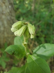 Erechtites hieraciifolius