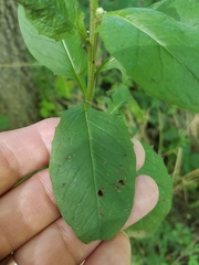 Erechtites hieraciifolius