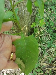 Erechtites hieraciifolius