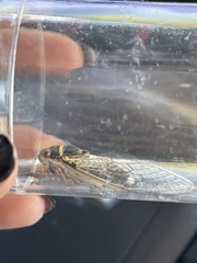 Diceroprocta cinctifera