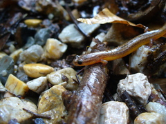 Eurycea multiplicata