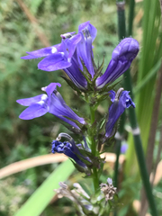 Penstemon glaber