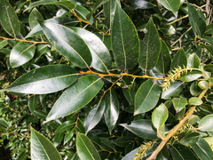 Salix × meyeriana
