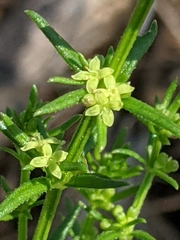 Galium gaudichaudii