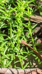 Galium gaudichaudii