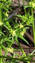 Galium gaudichaudii