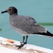 Lava Gull - Photo (c) Vince Smith, some rights reserved (CC BY)
