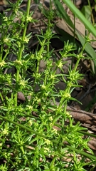 Galium gaudichaudii