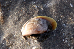Mytilus platensis