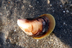Mytilus platensis