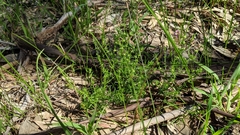 Galium gaudichaudii