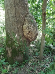 Platanus occidentalis