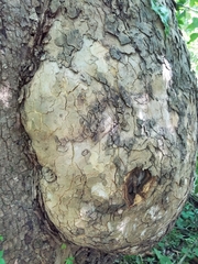 Platanus occidentalis